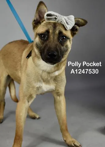 A young medium-sized female Belgian Shepherd / Malinois dog named Polly Pocket for adoption in Bakersfield, CA