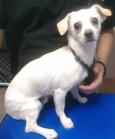 A young small-sized male Chihuahua dog named Miles for adoption in Phoenix, AZ