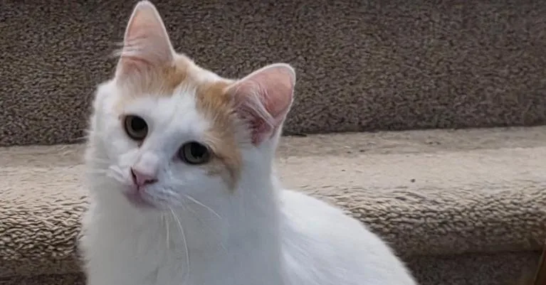 Earthshine R thumbnail 2