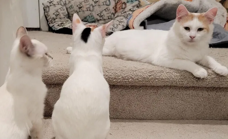 Earthshine R thumbnail 3