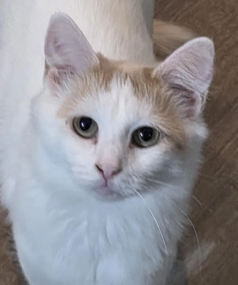 Earthshine R thumbnail 4