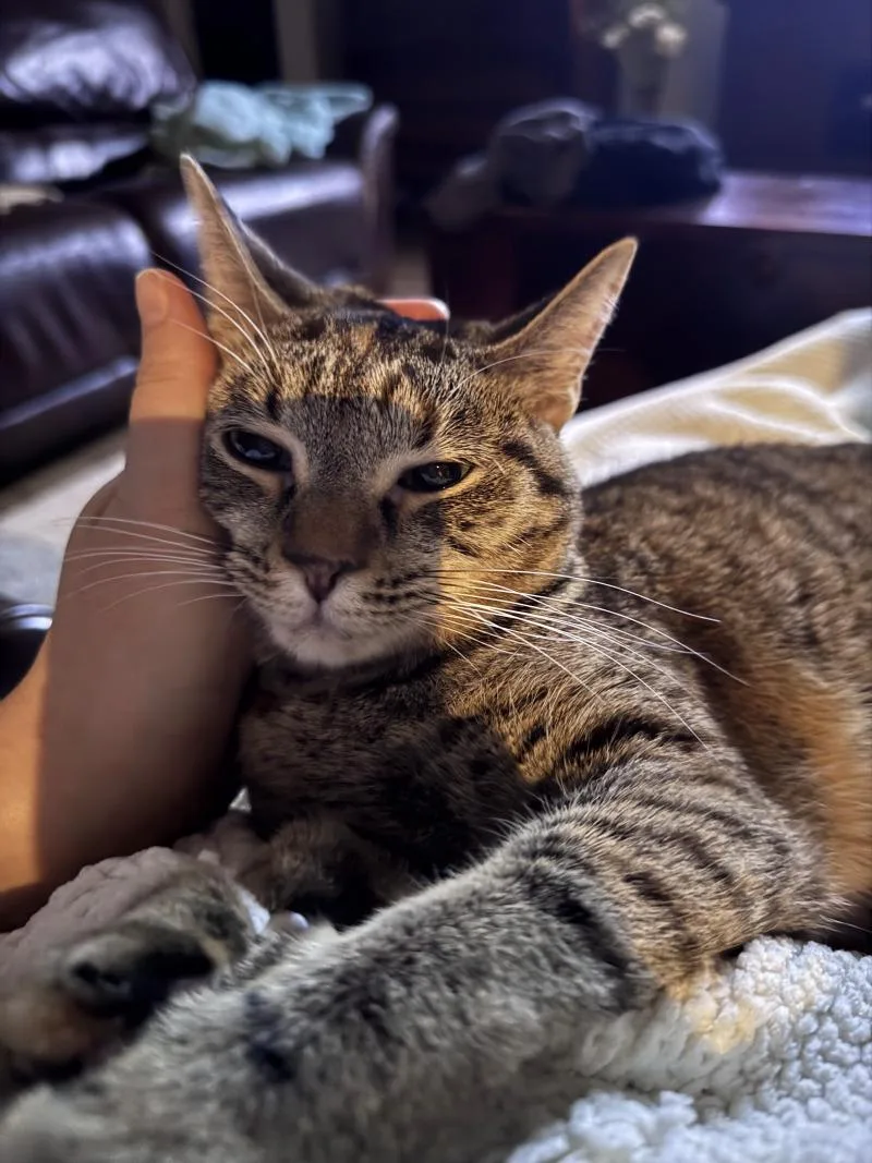 A young medium-sized female Tabby (Brown / Chocolate) Tabby cat named Queens New York for adoption in Friendswood, TX