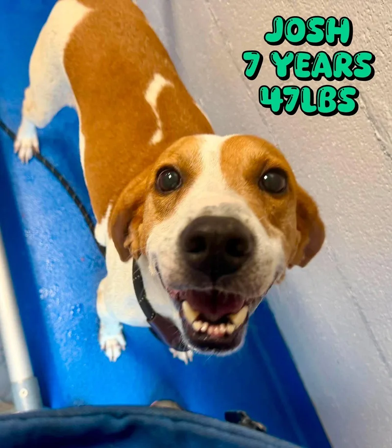 A young medium-sized male Hound dog named Josh for adoption in Holbrook, NY