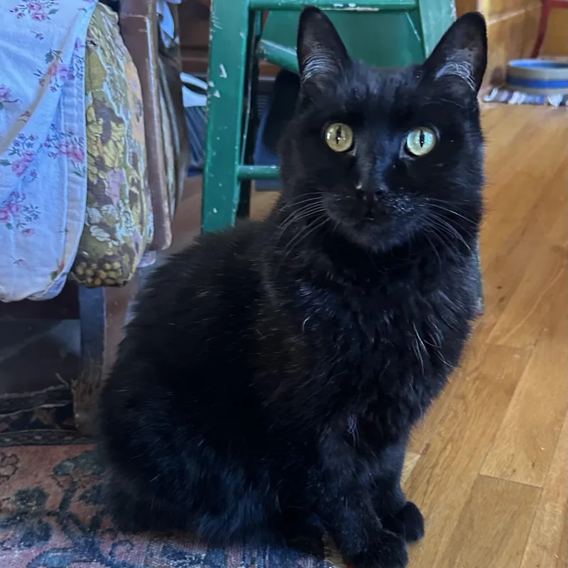 Cobb In Colorado thumbnail 2