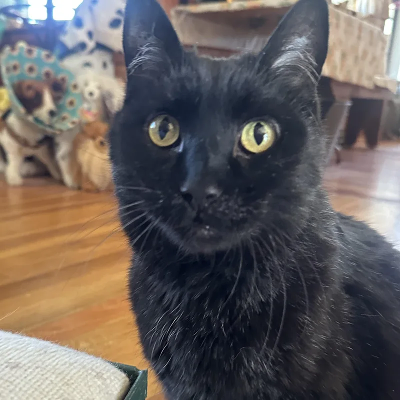 Cobb In Colorado thumbnail 4