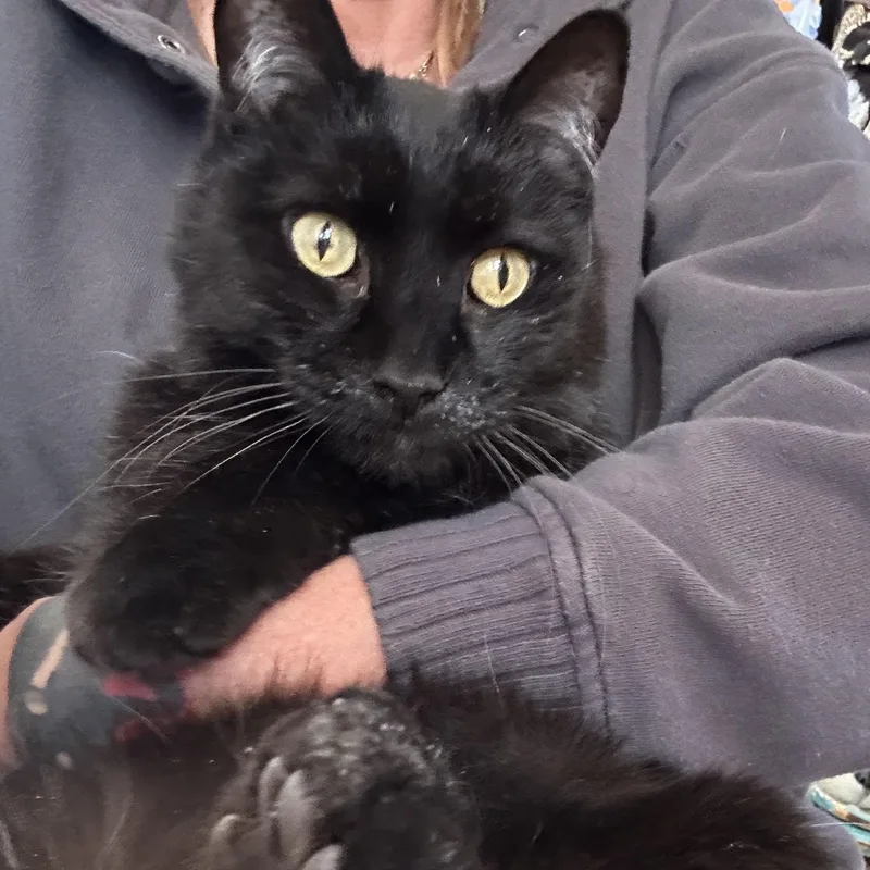 Cobb In Colorado thumbnail 5