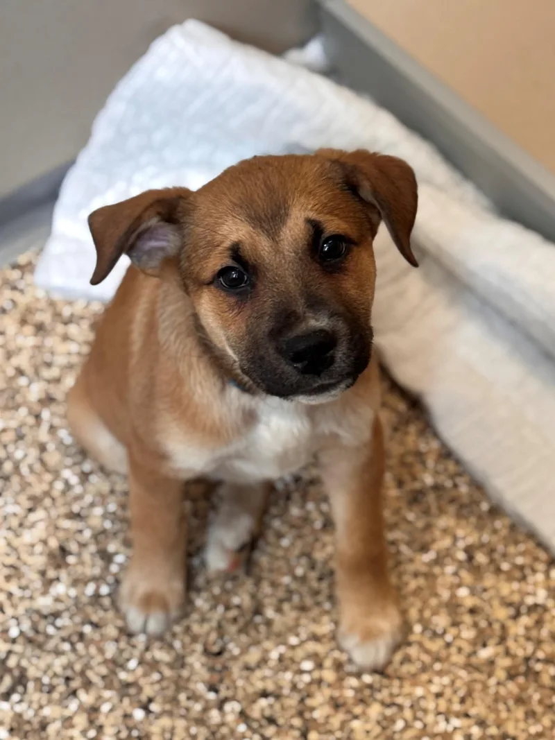 A baby medium-sized male Brown / Chocolate Husky dog named Skipper for adoption in Hackensack, MN
