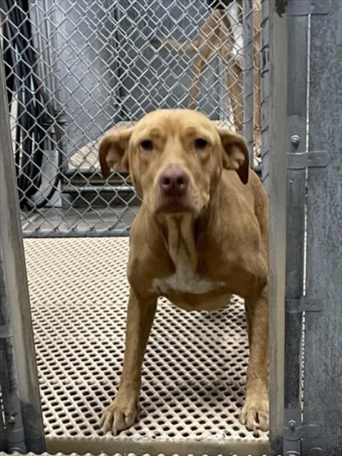 An adult medium-sized female Pit Bull Terrier dog named A for adoption in Wilmington, NC