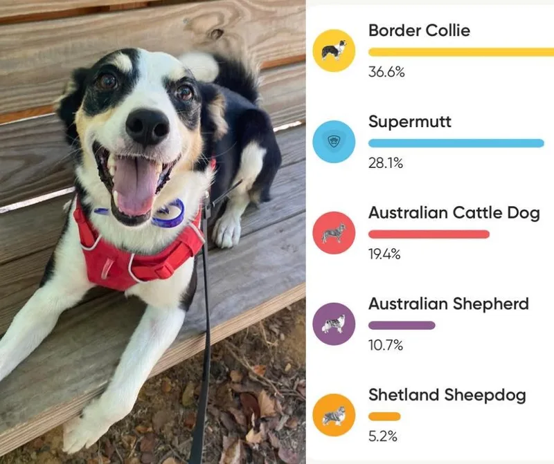 An adult medium-sized male Tricolor (Brown, Black, & White) Border Collie dog named Pixel for adoption in Lytle, TX