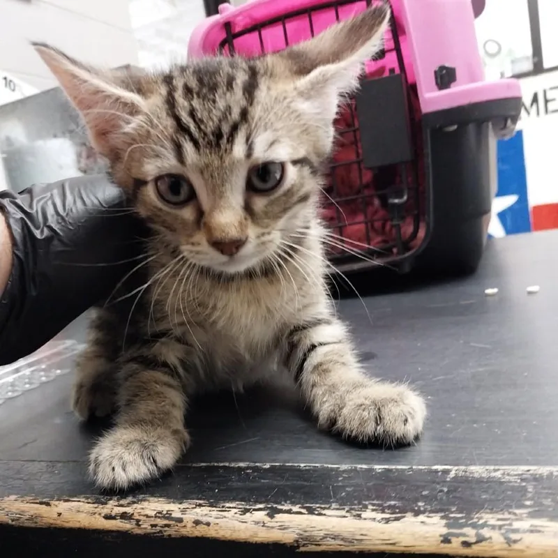 A baby small-sized male Domestic Short Hair cat named Andy for adoption in Lufkin, TX