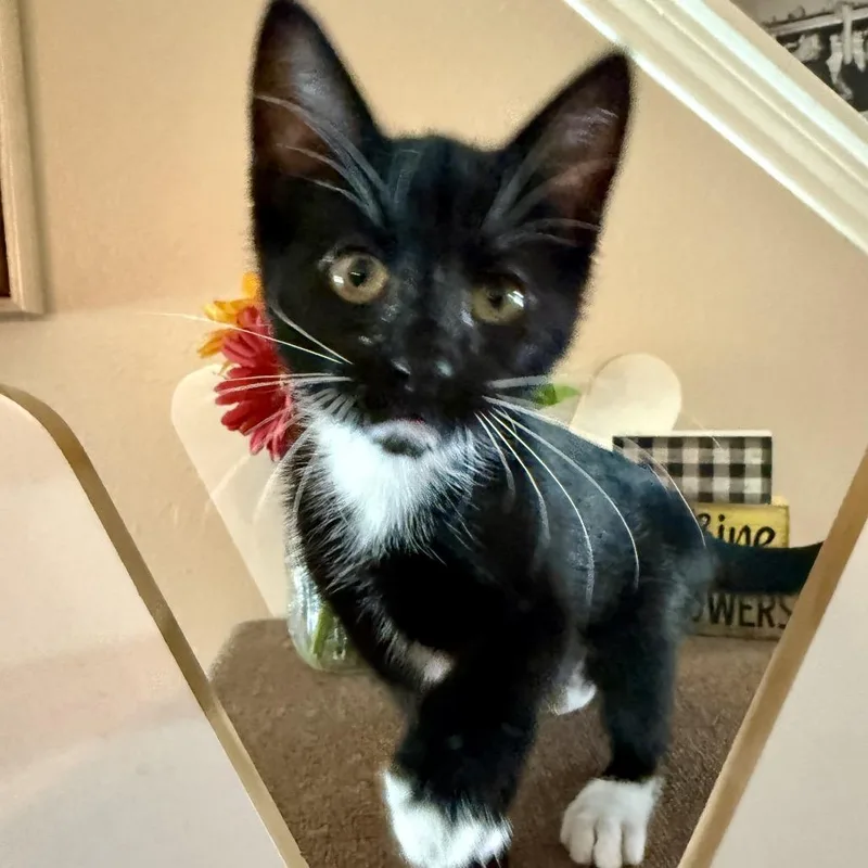 A baby small-sized female Black Domestic Short Hair cat named Bootsie for adoption in Houston, TX