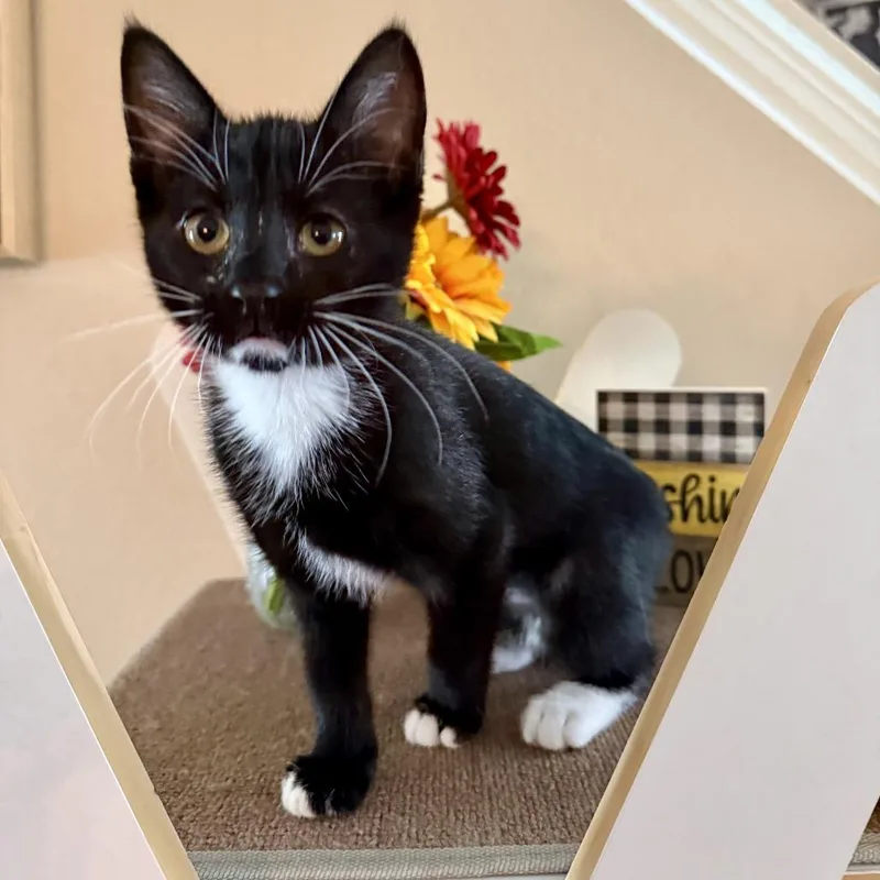 Bootsie thumbnail 3