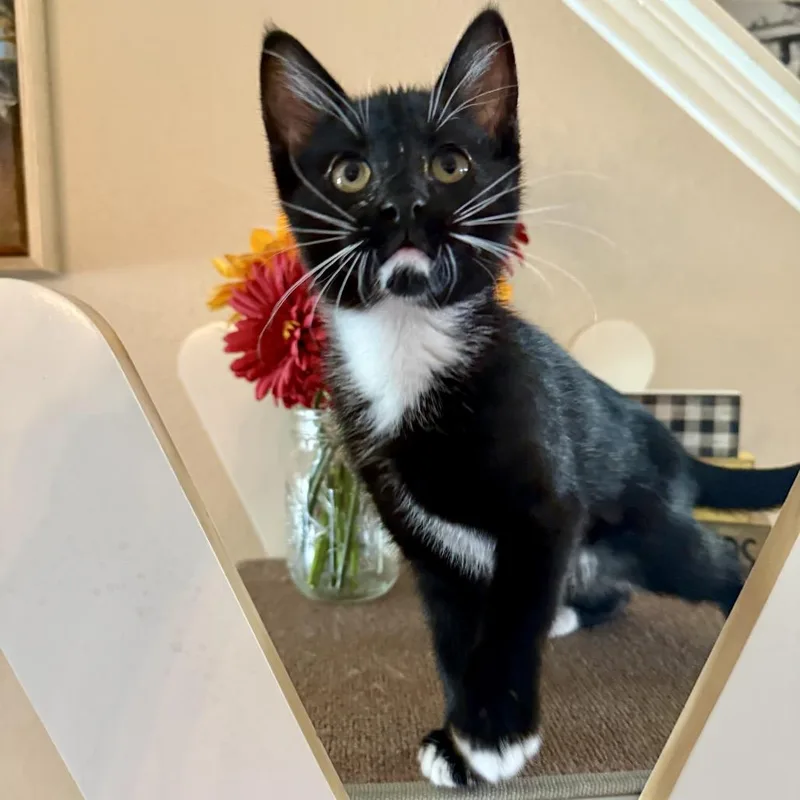 Bootsie thumbnail 4