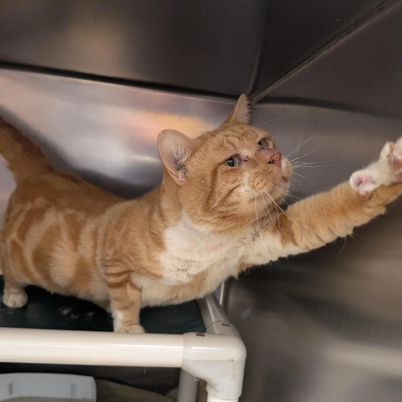 An adult medium-sized male Domestic Short Hair cat named Rooster for adoption in St. Augustine, FL
