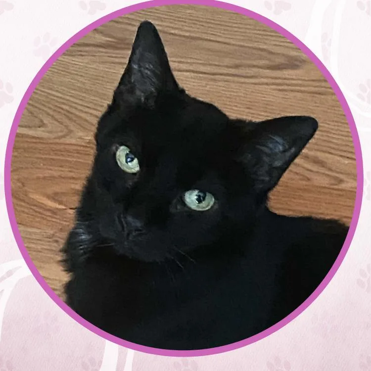 An adult medium-sized female Black Domestic Short Hair cat named Missy for adoption in Toms River, NJ