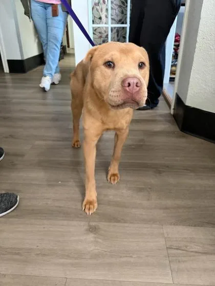 An adult medium-sized male Shar-Pei dog named Simba for adoption in Mansfield, TX