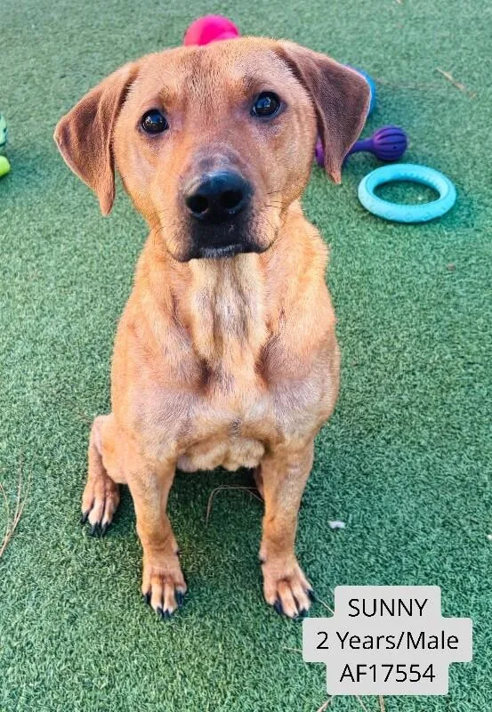 An adult large-sized male Labrador Retriever dog named Sunny for adoption in Supply, NC