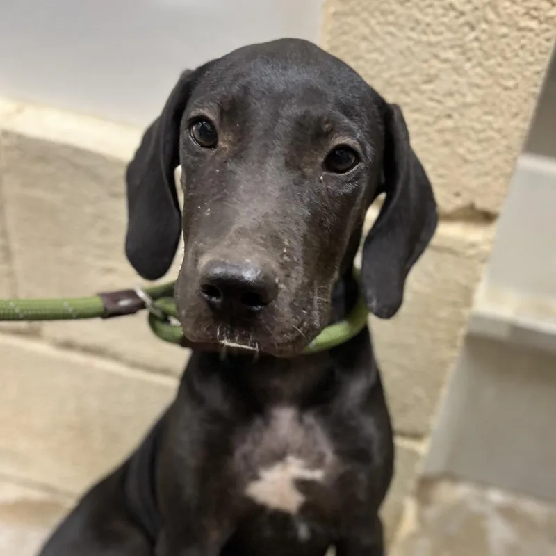A baby large-sized male Cane Corso dog named Draco for adoption in Palestine, TX