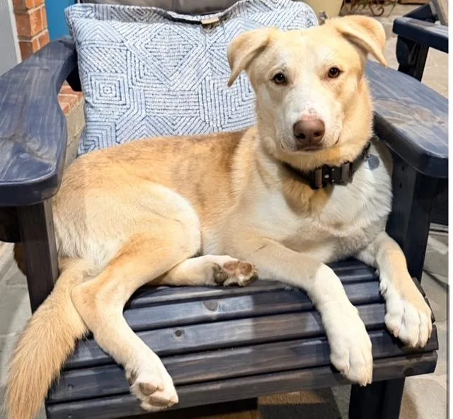 Loki