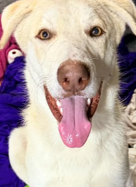 Loki thumbnail 4