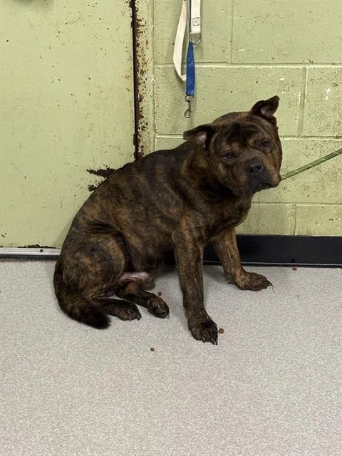 A young large-sized male Chow Chow dog named Buddy Love for adoption in Indianapolis, IN