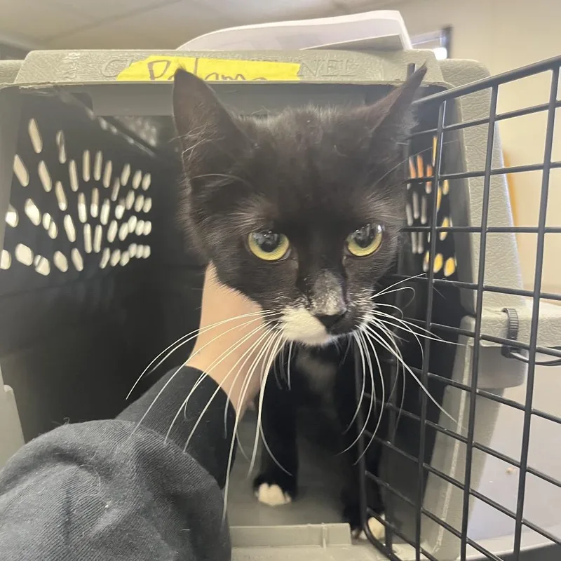 A young medium-sized female Black Domestic Short Hair cat named Michelle my Belle for adoption in Spokane, WA