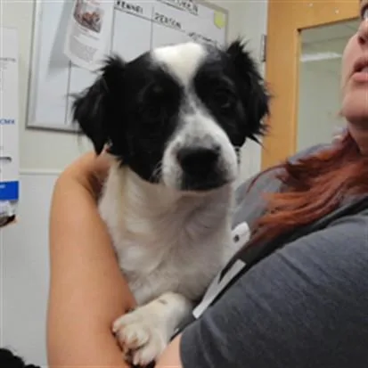 A young small-sized male Papillon dog named Gabe for adoption in Albuquerque, NM