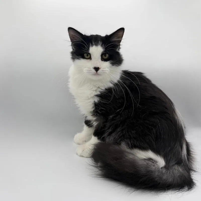 A baby small-sized male Domestic Long Hair cat named Nevermore for adoption in State College, PA