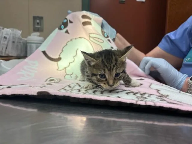 A baby small-sized female Domestic Short Hair cat named Sesame Seed R Shoulder for adoption in Rancho Cucamonga, CA