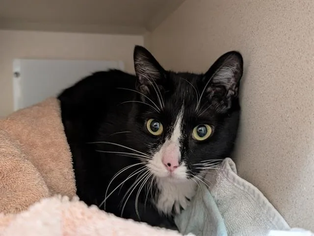 An adult small-sized female Domestic Short Hair cat named Katia for adoption in Denver, CO