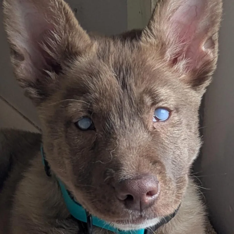 Jolteon D thumbnail 2