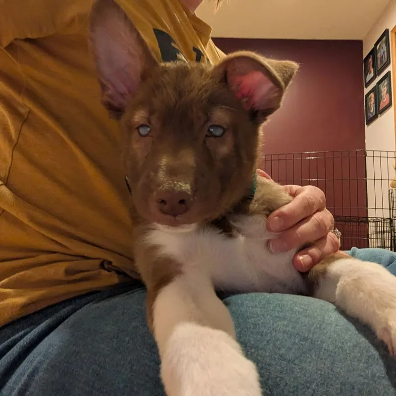 Jolteon D thumbnail 3