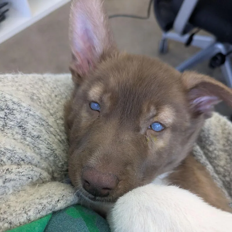 Jolteon D thumbnail 4