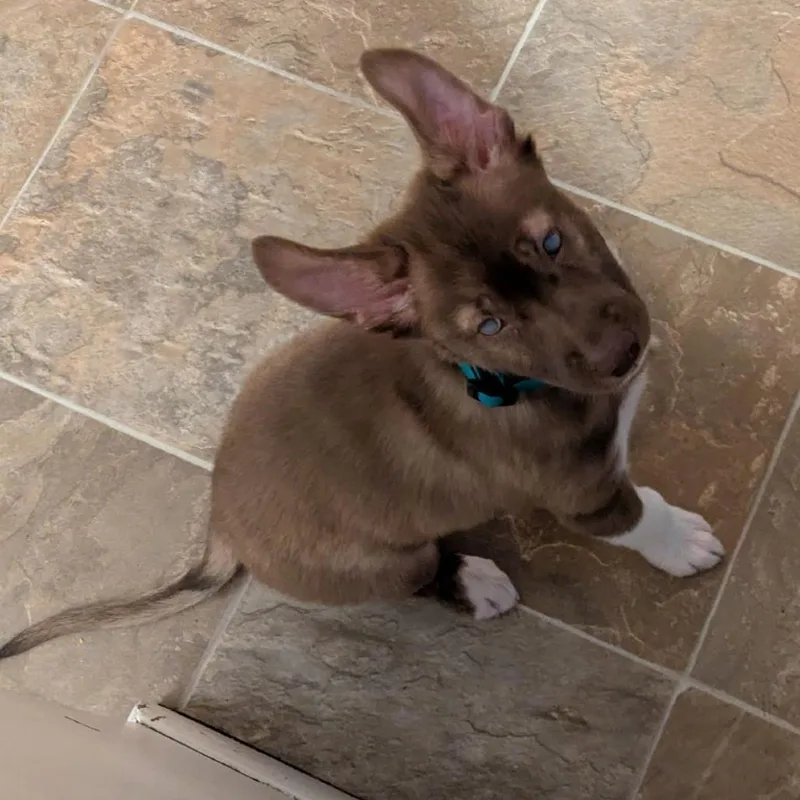 Jolteon D thumbnail 5