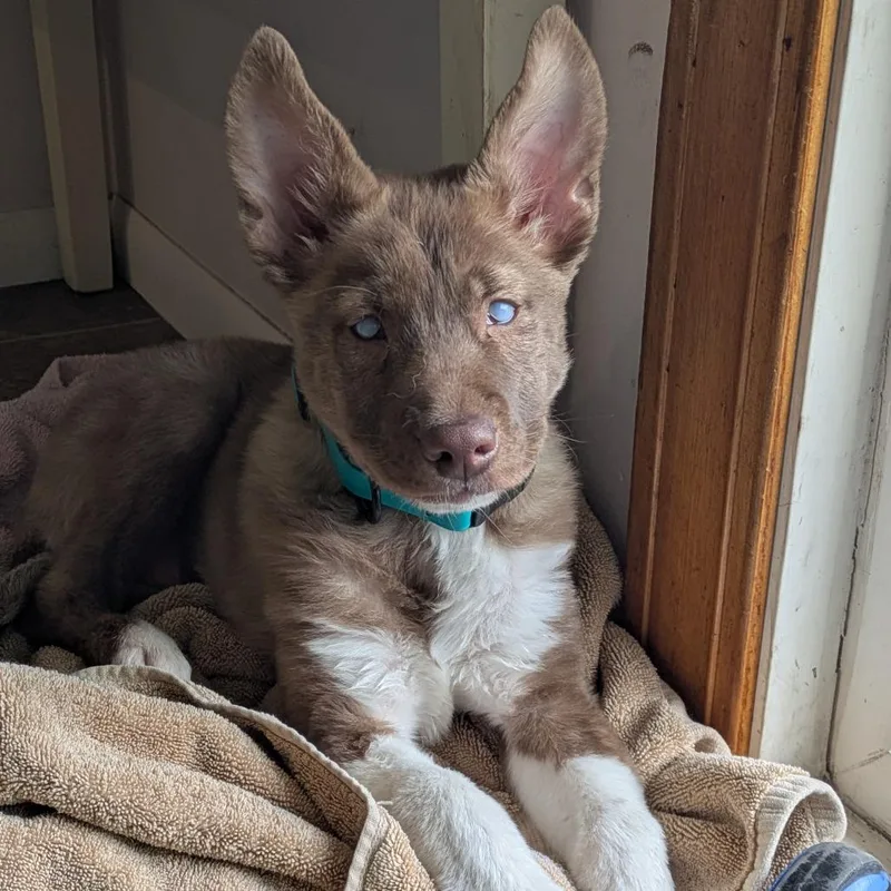 Jolteon D thumbnail 6