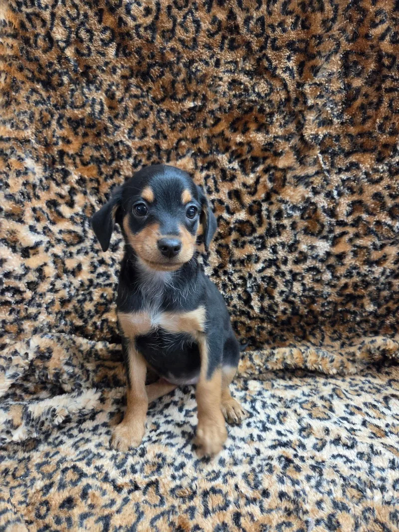 A baby small-sized female Chihuahua dog named Pixie for adoption in El Centro, CA