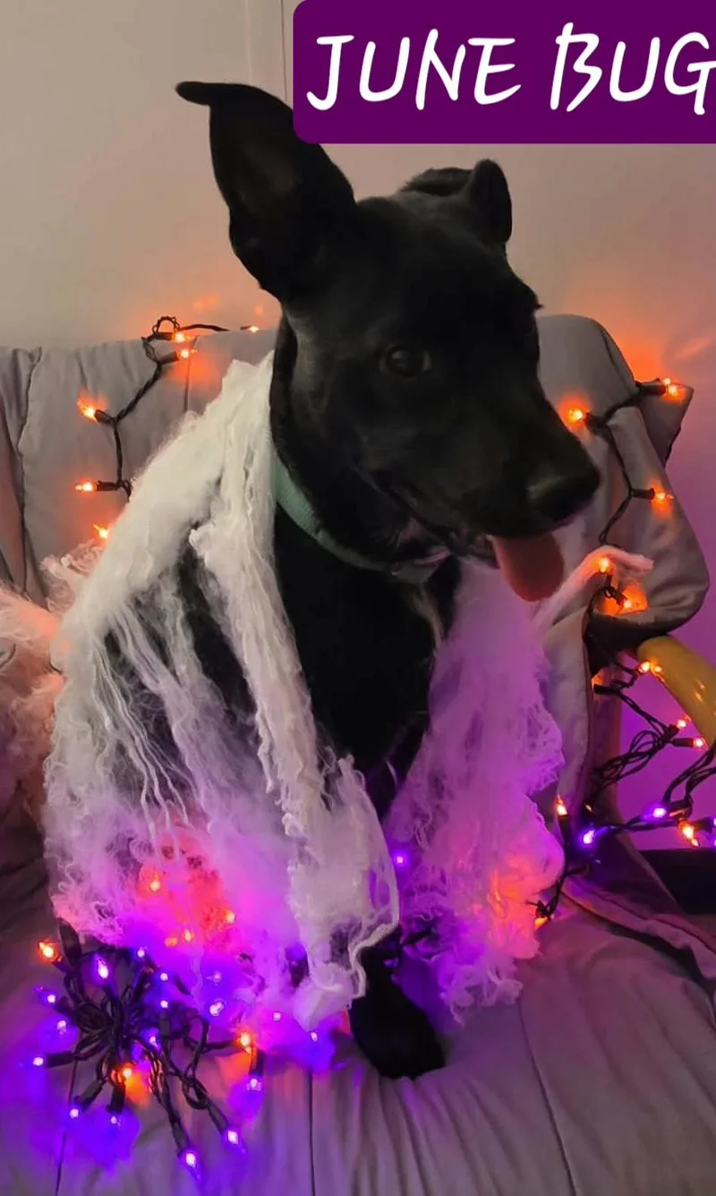 A baby medium-sized female Dutch Shepherd dog named June Bug for adoption in Newcastle, WY