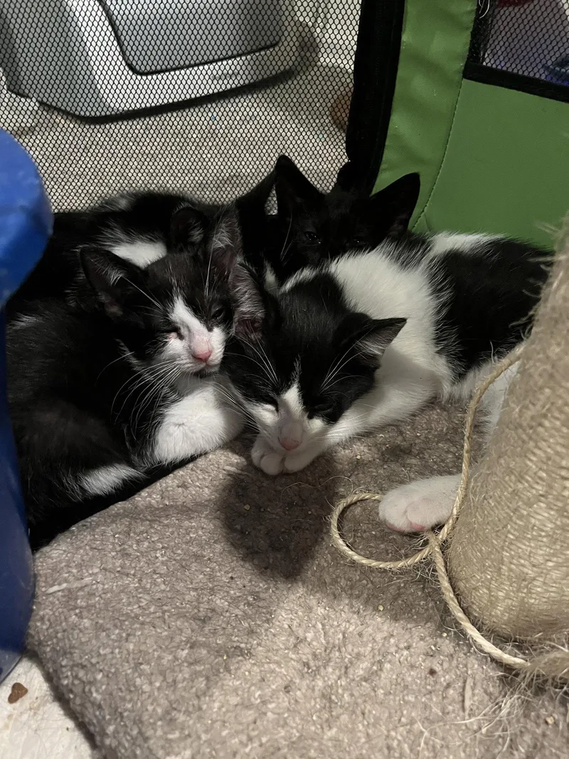 A baby medium-sized male Domestic Short Hair cat named Fruity Pebbles for adoption in Walled Lake, MI