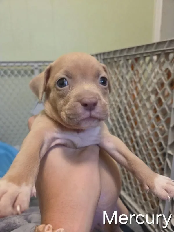 A baby small-sized female Pit Bull Terrier dog named Mercury for adoption in Salisbury, MD