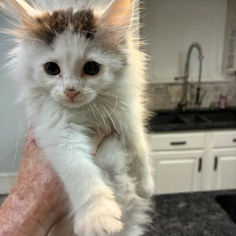 A baby medium-sized female Domestic Long Hair cat named Corbin for adoption in Gainesville, VA