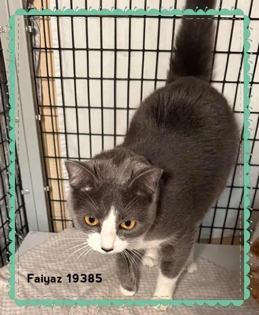 An adult medium-sized female Gray & White Domestic Short Hair cat named Faiyaz for adoption in Marietta, GA