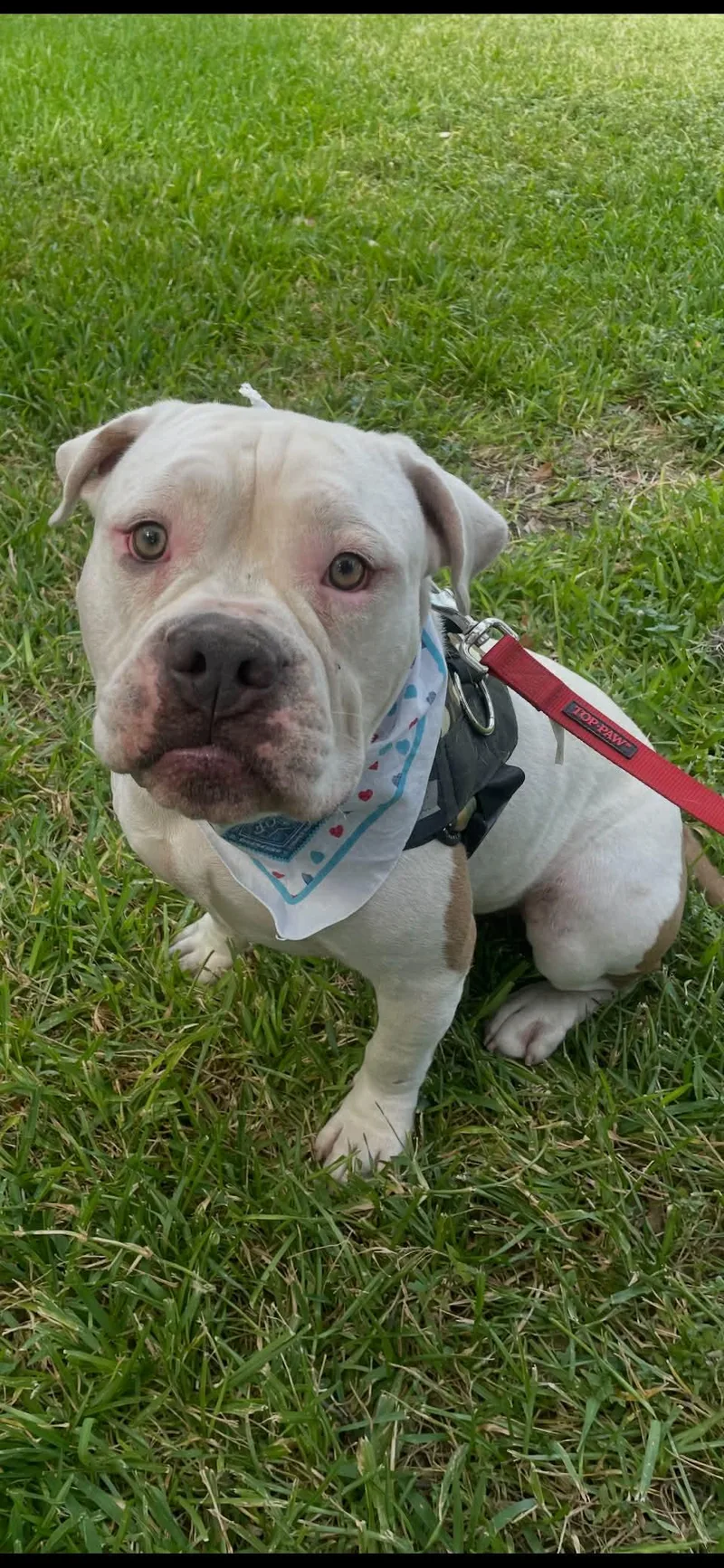 A young medium-sized male Bulldog dog named Palmer for adoption in San Antonio, TX