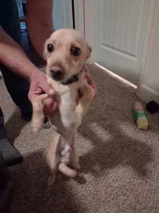 An adult small-sized male Chihuahua dog named Jb for adoption in Divide, CO