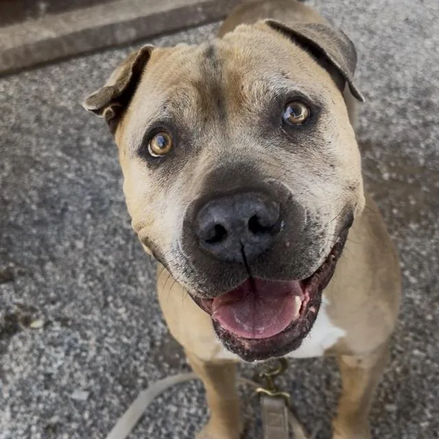 An adult large-sized male Pit Bull Terrier dog named Alabaster for adoption in Tucson, AZ