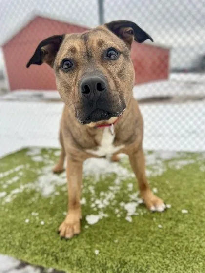 Rufus