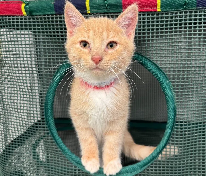 A young medium-sized male Domestic Short Hair cat named Syrup for adoption in South Bend, IN