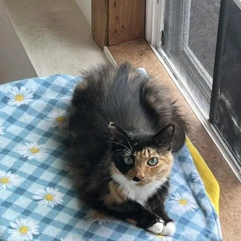 Clover