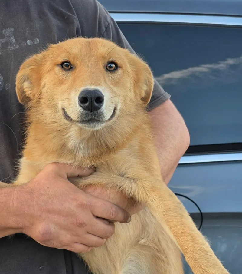 A young medium-sized female Husky dog named Maria for adoption in Mukwonago, WI