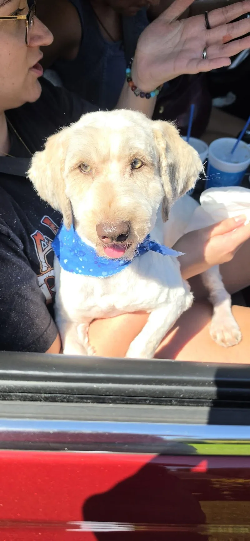 A young small-sized male White / Cream Aussiedoodle dog named Albert for adoption in Southington, CT
