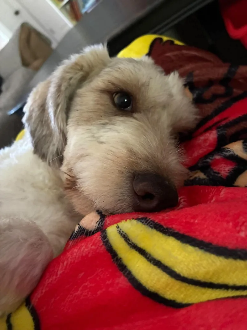 Albert thumbnail 2